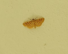 Polygrammodes eleuata