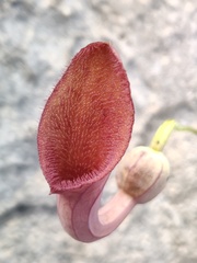 Aristolochia baetica