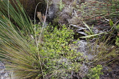 Centella eriantha