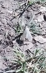 Palpita flegia
