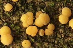 Pezicula acericola