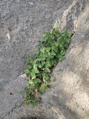 Aristolochia baetica