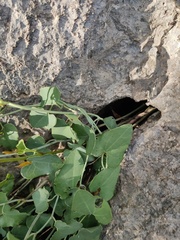 Aristolochia baetica