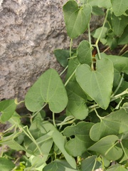 Aristolochia baetica