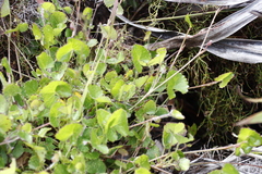 Centella eriantha