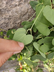 Aristolochia baetica
