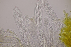 Pezicula acericola