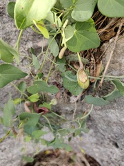 Aristolochia baetica