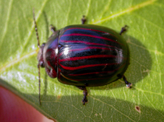 Paropsisterna octolineata