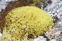 Hypodontium pomiforme