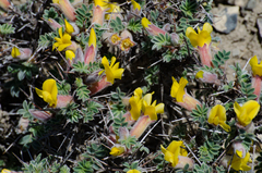 Caragana gerardiana