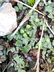 Mannia androgyna