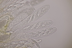 Pezicula acericola