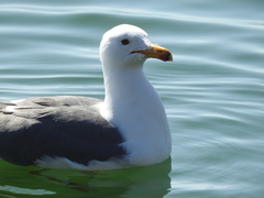 Larus armenicus