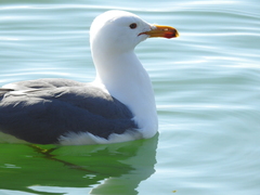 Larus armenicus