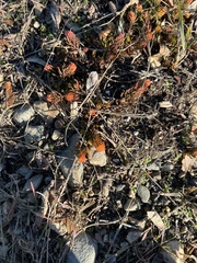 Petrosedum rupestre
