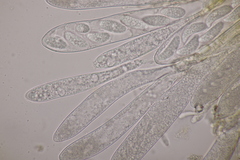 Pezicula acericola