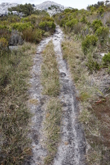 Pentameris curvifolia