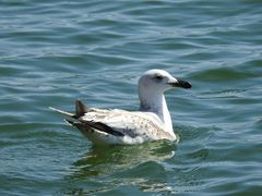 Larus armenicus