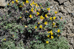 Caragana gerardiana