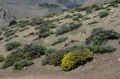 Caragana gerardiana