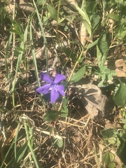 Vinca herbacea