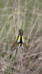 Libelloides baeticus