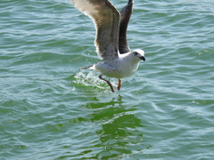 Larus armenicus