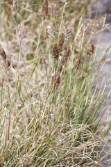 Pentameris curvifolia