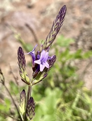 Lavandula