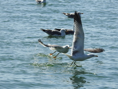 Larus armenicus