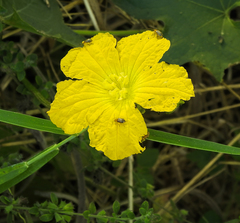 Luffa aegyptiaca