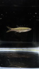 Rasbora dusonensis
