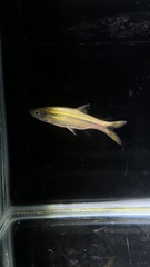 Rasbora dusonensis