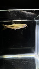 Rasbora dusonensis