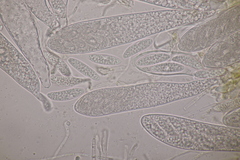 Pezicula acericola