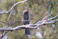 Anhinga novaehollandiae