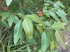Eucalyptus botryoides