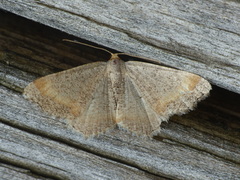 Macaria bicolorata