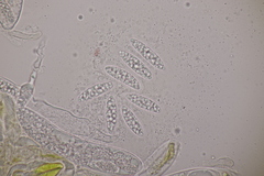 Pezicula acericola