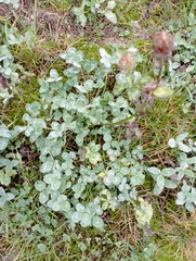 Erysiphe trifoliorum