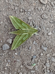 Xylophanes vagliai