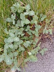 Erysiphe trifoliorum