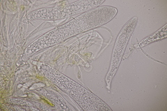 Pezicula acericola