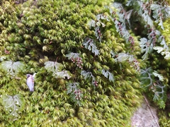 Hymenophylloideae