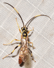 Cratichneumon paratus
