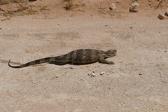 Varanus albigularis albigularis
