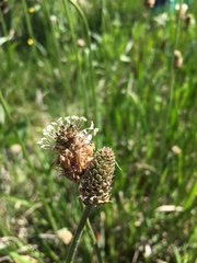 Plantago altissima