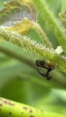 Bocydium globulare