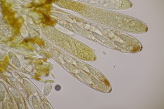 Pezicula acericola